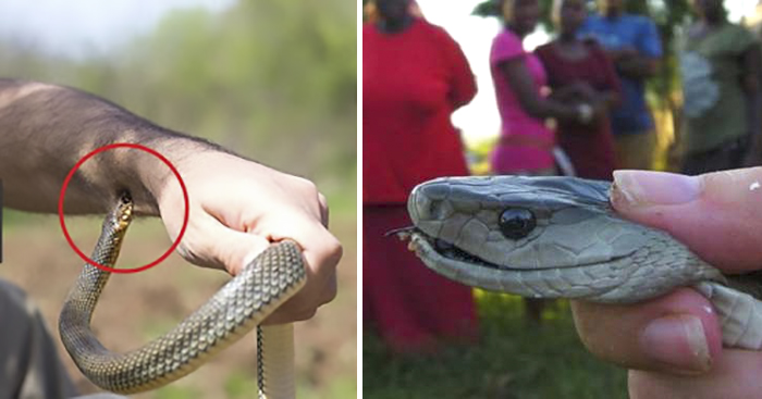 ជួយផង…ខ្ញុំត្រូវពស់ចឹក ធ្វើម៉េចទៅ?