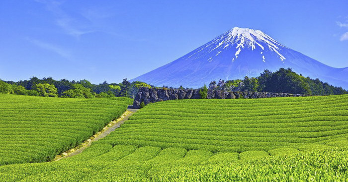 ទៅលេង Shizuoka តំបន់តែបៃតងធម្មជាតិក្នុងប្រទេសជប៉ុន