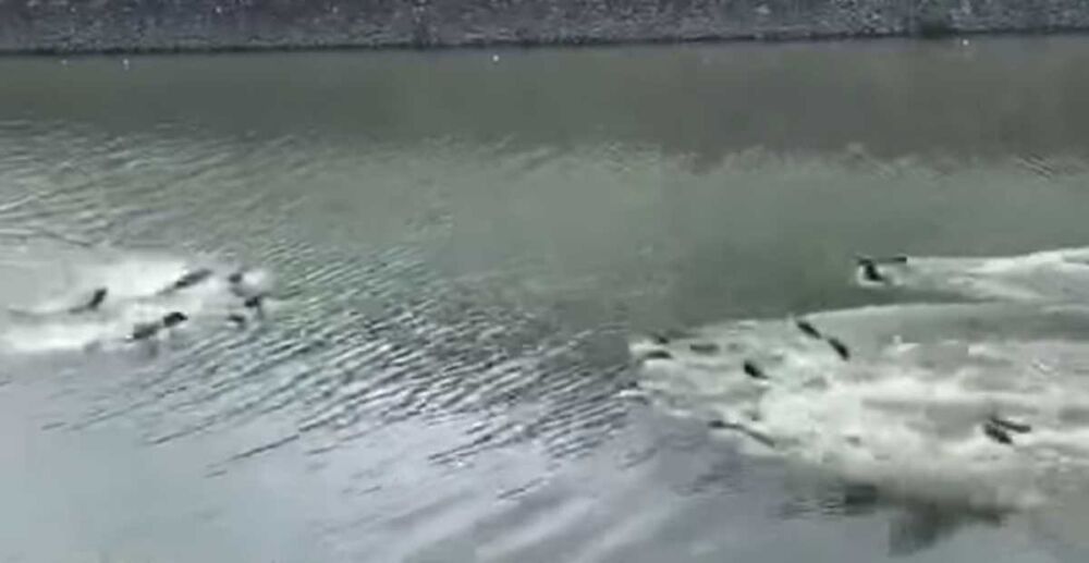 ដើម្បីអំណាចនិងទឹកដី ភេពីរក្រុម ​បាន​​ធ្វើ​សង្គ្រាម​នឹង​គ្នា​ជា​​ហូរ​ហែ​​អស់​រយៈ​ពេល​5​ឆ្នាំ​ ដោយ​​ប្រើ​ “ទ័ព​ជើង​ទឹក” និង​ទ័ព​ជើង​គោក”