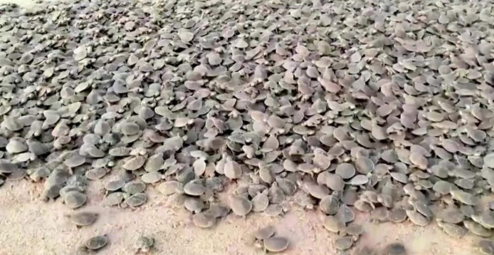 កូនអណ្ដើក​ជាង 92,000​ក្បាល ចាប់កំណើត​ដំណាលគ្នា​លើ​វាល​ខ្សាច់​នៅ​តំបន់​អាមេរិក​ខាងត្បូង