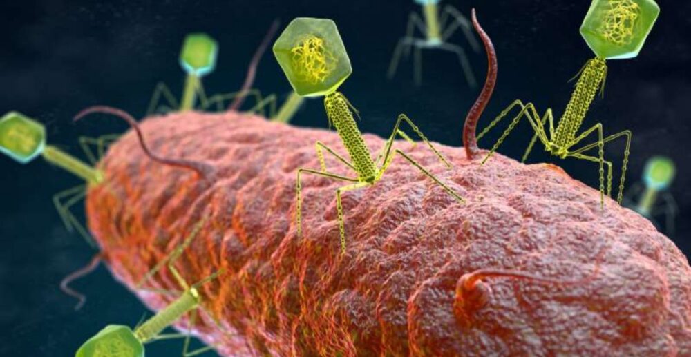 រកឃើញ​វីរុស​ថ្មី​ ជាង 140,000ប្រភេទ កំពុង​រស់​នៅក្នុង​ពោះវៀន​មនុស្ស