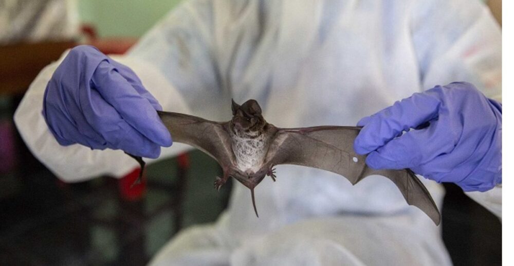 រកឃើញ​អង្គ​ប​ដិ​ប្រាណ​អាច​ទប់ស្កាត់ Covid-19 នៅលើ​សត្វ​ប្រចៀវ​ក្នុងប្រទេស​ថៃ