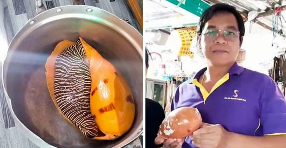 ទ្រព្យ​ចូលដល់​ក្នុង​មាត់! កំពុង​ហូប​ខ្យង ស្រាប់តែ​ក្លាយជា​អ្នកមាន​មួយ​រំពេច ដោយសារ​ខាំ​ចំ​ទ្រព្យ​​តម្លៃ​​រាប់​សែន​​ដុល្លារ​​អាមេរិក