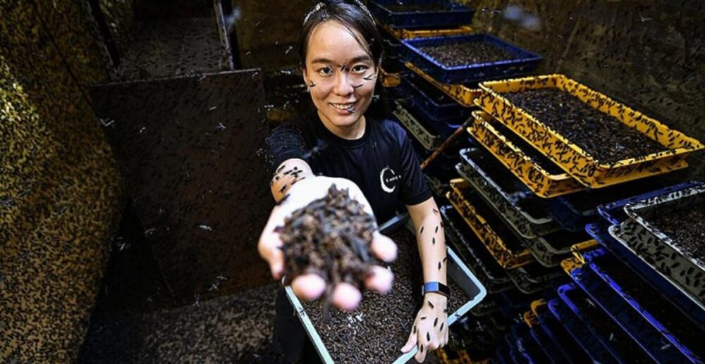 (វីដេអូ)-កូន​ដង្កូវ Maggots របស់​សត្វ​រុយ​ខ្មៅ ប្រែក្លាយ​សំរាម​ឱ្យទៅជា​ប្រាក់