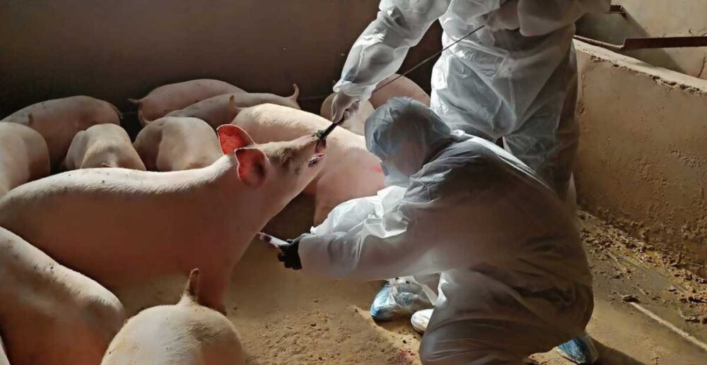 ចិន បង្កើត «សណ្ឋាគារ​ជ្រូក» ដើម្បី​ការពារ​ប្រភព​ផ្គត់ផ្គង់