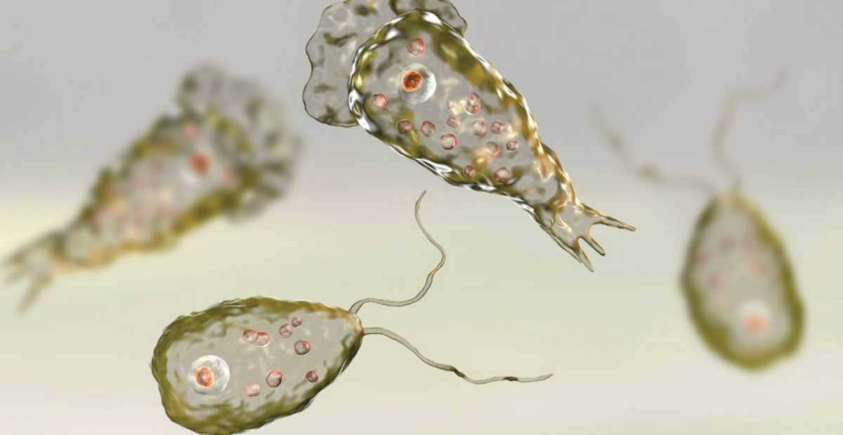 «មេរោគ​ស៊ី​ខួរក្បាល» Naegleria fowleri សម្លាប់​មនុស្ស​នៅ សហរដ្ឋ​អាមេរិក