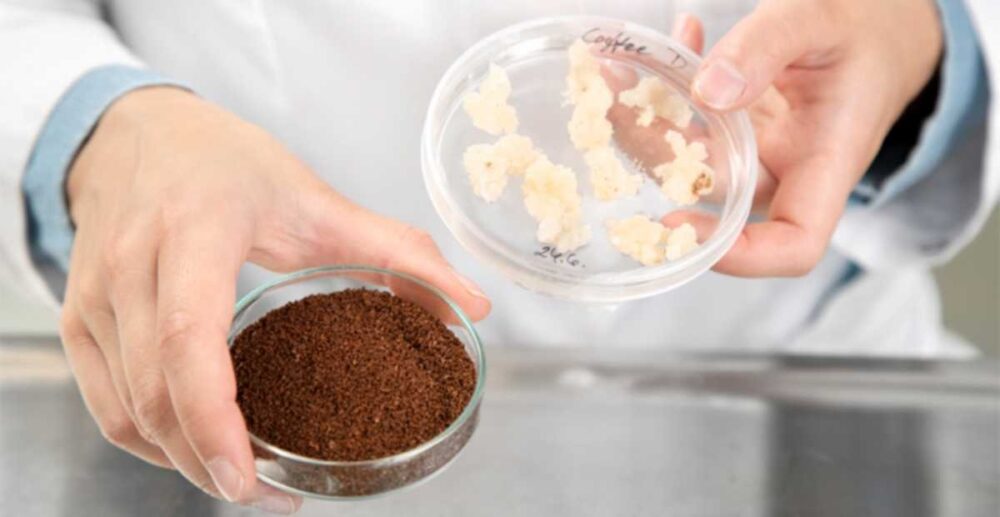 អ្នកវិទ្យាសាស្ត្រ​ផលិត​កាហ្វេ ដោយ​មិនបាច់​ដាំ​ដើម​កាហ្វេ