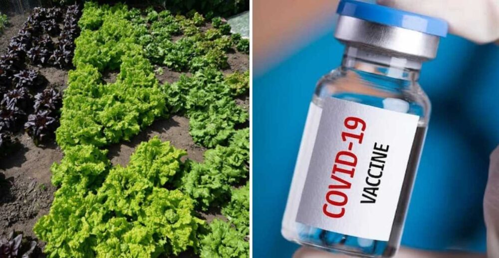 ប្រែក្លាយ​ស្ពៃ​សាឡា​ត់ ទៅជា «រោងចក្រ» ផលិត​វ៉ាក់សាំង​ដែល​គេ​អាច​ហូប​បាន