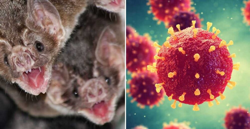 ភ័ស្ដុតាង​ថ្មី បង្ហាញថា វីរុស​ COVID-19 មិន​មែន​មាន​ប្រភពពី​ល្អាង​ប្រ​ច្រៀ​វ​នៅ ប្រទេស​​ចិន