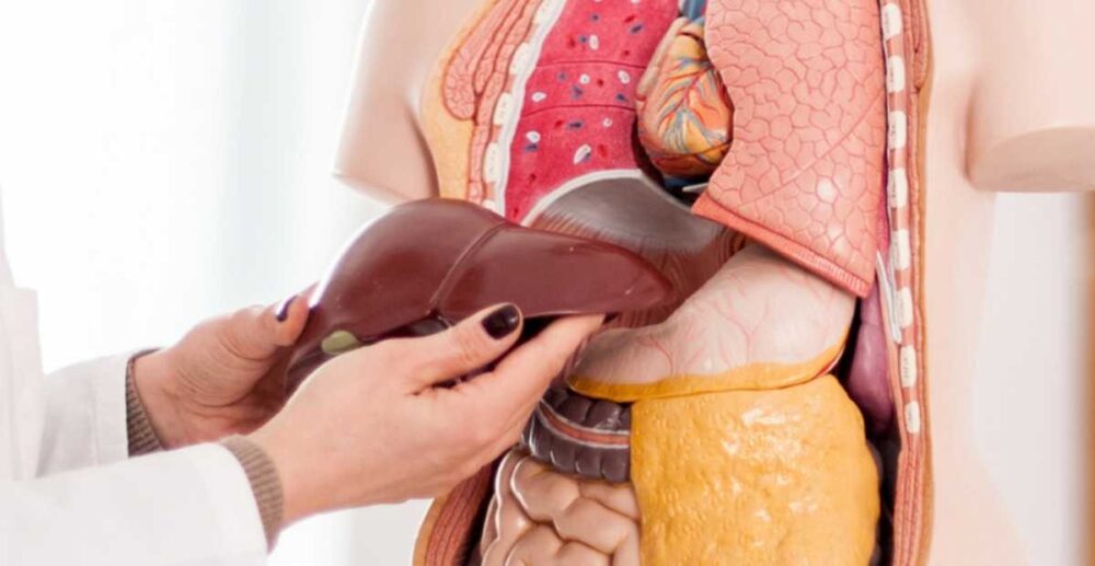 ថ្លើម​ក្នុង​រាងកាយ​មនុស្ស ដំណើរការ​ដោយ​របៀប​ណា? – (វីដេអូ)