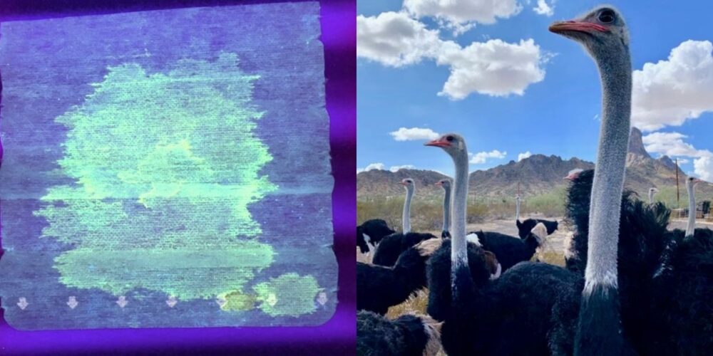 ម៉ាស​ពិសេស បញ្ចេញ​ពន្លឺ​នៅពេល​មាន​វត្តមាន​ វីរុស​កូ​វីដ-១៩