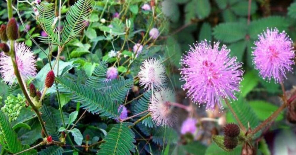 ស្មៅ​បន្លា​ព្រះខ្លប ត្រូវ​បាន​ជនជាតិ​ចិន ចាត់ទុកជា​ថ្នាំ​​​សម្រាប់​ព្យាបាល​ជំងឺច្រើន​មុខ