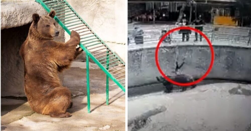 (វីដេអូ)-រន្ធត់! ស្ត្រី​ម្នាក់​ទម្លាក់​កូន​អាយុ ៣ ឆ្នាំ ចូលក្នុង​ទ្រុងខ្លា​ឃ្មុំ