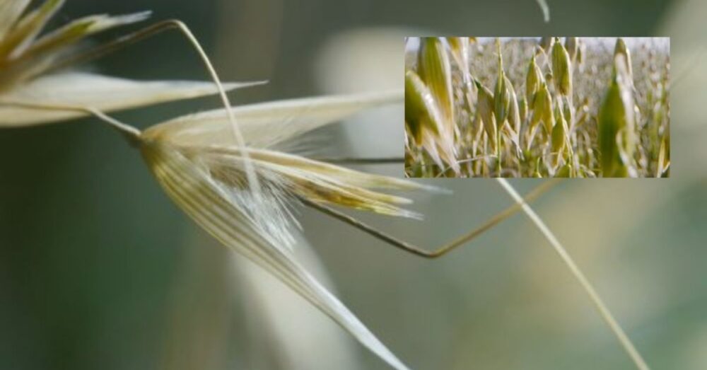 (វីដេអូ)-រុក្ខជាតិ​ដែលមាន​គ្រាប់ពូជ​មាន​ជើង «ចេះ​ដើរ» និង «ចេះ​លាក់ខ្លួន» ក៏ដូចជា «ចេះ​បន្ត​ពូជ»