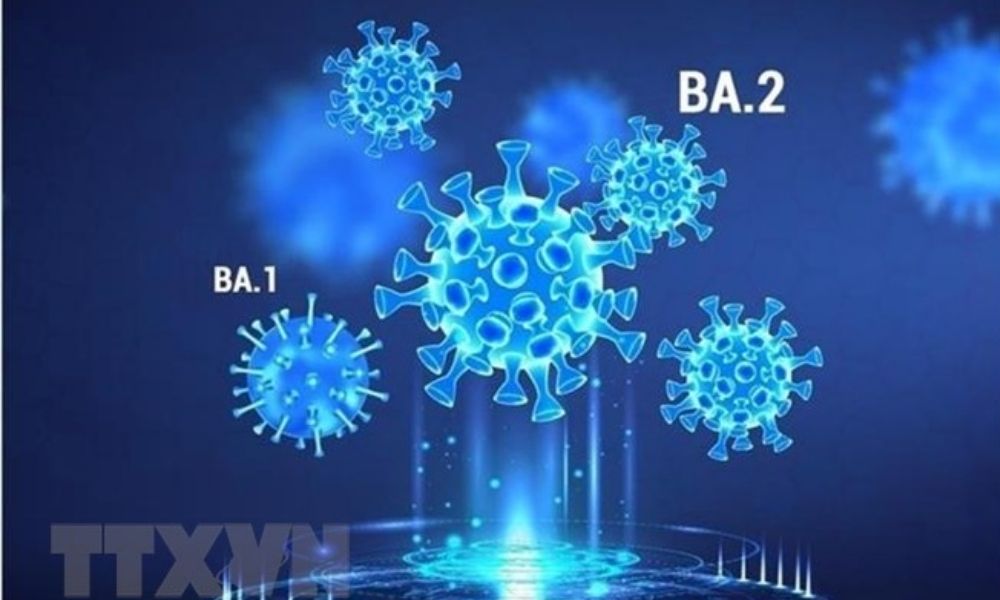 BA.២ ក្លាយជា​វីរុស​បំប្លែង​ខ្លួន​ថ្មី​ចម្បង​ដែល​បង្កឱ្យមាន​ជំងឺ​កូ​វីដ-១៩ នៅ​ទូទាំង​សកលលោក