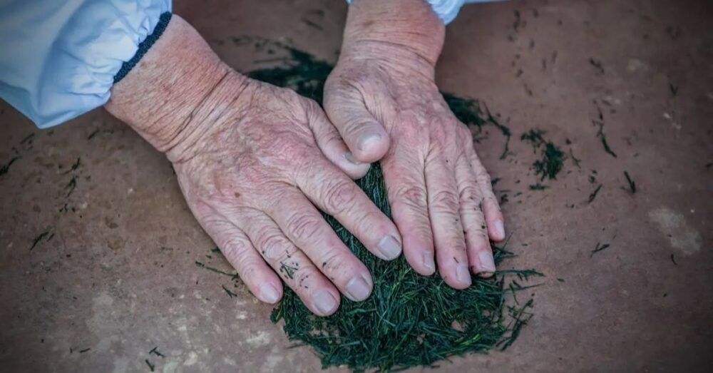 ស្លឹក​តែ​កែច្នៃ​ដោយ​ដៃ មានតម្លៃ​ជាង ១៥,០០០ ដុល្លារ​អាម៉េរិក/គីឡូក្រាម តែ​អ្នក​លក់​ថា ជា​តម្លៃ​ «សមស្រប»