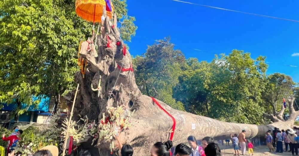 «សាកសព» ដើមឈើ​ទាល​ធំ​មួយ​ដើម អាយុកាល​ប្រហែល​រាប់រយឆ្នាំ ទទួលបាន​ការគោរព​បូជា​ ក្រោយ​​ផុស​ពី​ទន្លេ​ឡើង​វិញ