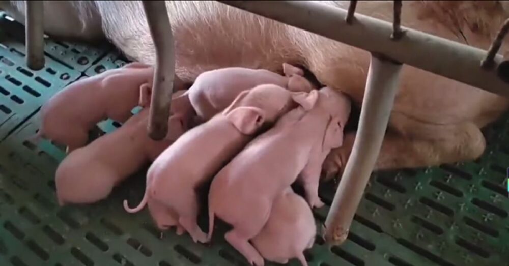 កូនជ្រូក​ដែល​កើត​ពី​ការបន្ត​ពូជ​ដោយ​រ៉ូ​បូត​ស្វ័យប្រវត្តិ​ទាំងស្រុង មាន​សុខ​ភាពល្អ! អ្នកវិទ្យាសាស្ត្រ​ថា ជារឿង​ «ជោគជ័យ»