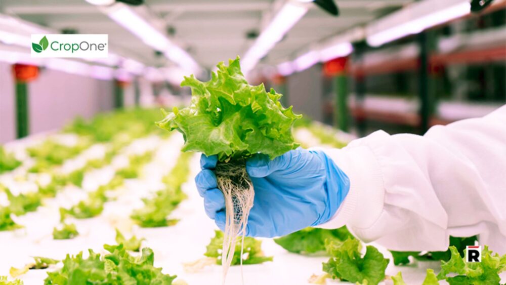 កសិដ្ឋាន​ឈរ​ត្រង់​បំពាក់​បច្ចេកវិទ្យា​ខ្ពស់ ដាំ​បន្លែ​បាន​ជាង ៩០០ តោន​ជា​រៀងរាល់ឆ្នាំ