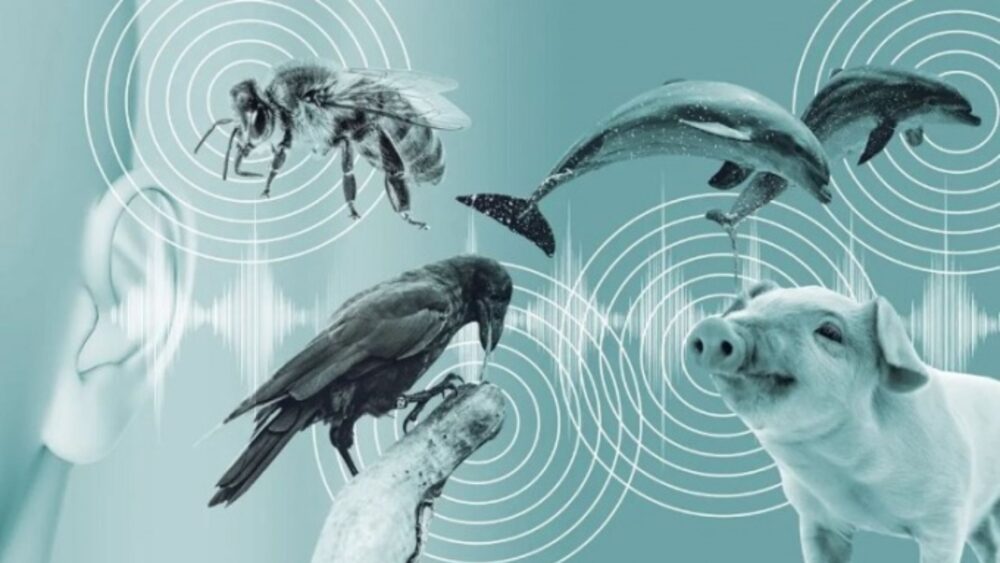 ក្រុមហ៊ុន​អាម៉េរិក អភិវឌ្ឍ​បច្ចេកវិទ្យា​សម្រាប់​ការទាក់ទង​ជាមួយ​សត្វ​គ្រប់​ប្រភេទ