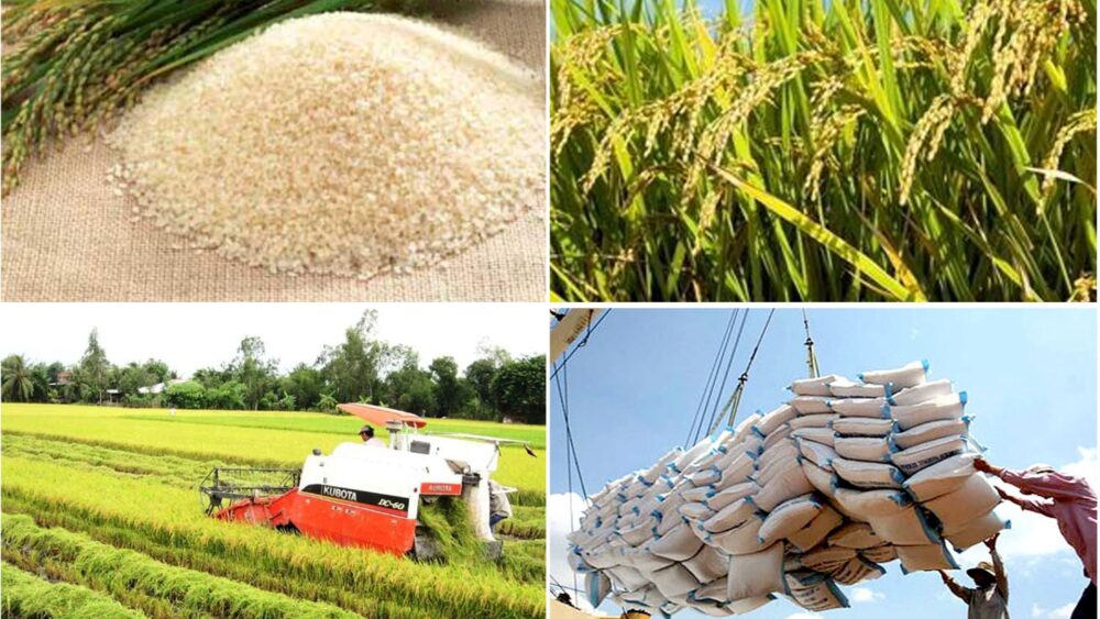 កម្ពុជា នាំចេញ​ស្រូវ​យ៉ាងច្រើន​ទៅកាន់ ទីផ្សារ​វៀតណាម! អ្នកជំនាញ​ក្នុង​វិស័យ​ប្រាប់​អំពី​មូលហេតុ