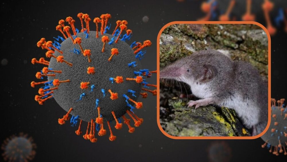 ចិន រកឃើញ​វីរុស​ថ្មី «កាច​សាហាវ​ជាង​កូវីដ-១៩» និង​អាច​ឆ្លង​ពី​ស​ត្វកណ្ដុរ​មក​​​​មនុស្ស