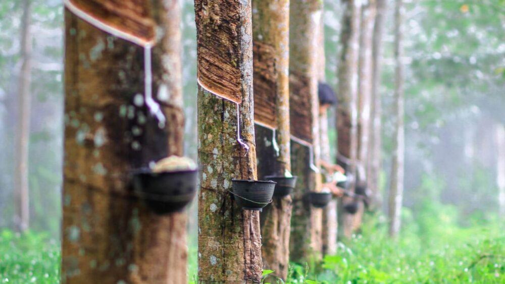 ថៃ ក្លាយជា​ប្រទេស​នាំចេញ​កៅស៊ូ​ច្រើនជាងគេបង្អស់​ក្នុង​ពិភពលោក