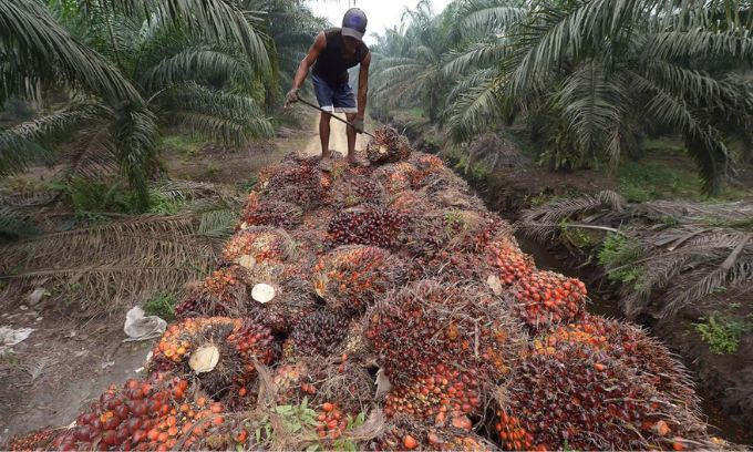 ឥណ្ឌូណេស៊ី បន្ត​ការលើកលែង​ពន្ធ​សម្រាប់​ការនាំចេញ​ប្រេងដូង​រហូតដល់​ចុងខែ​តុលា