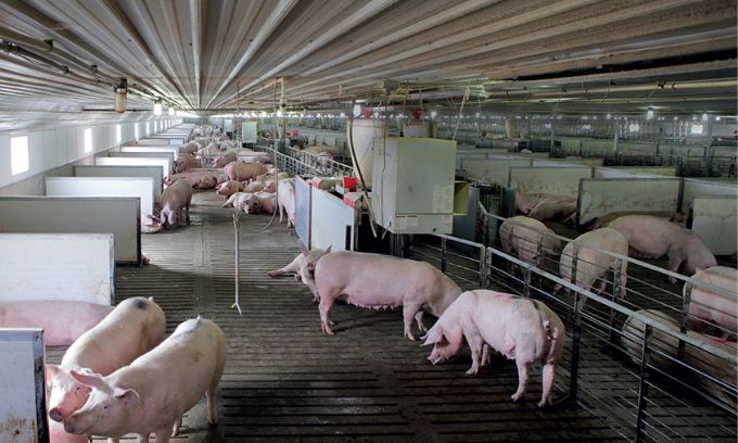 ប្រទេស​ចិន កំពុង​អភិវឌ្ឍ​ពូជ​ជ្រូក​ថ្មី «ស៊ី​តិច សាច់​ច្រើន» ដោយ​​ការ​ប្រើ​ប្រាស់​បច្ចេក​វិទ្យា​ខ្ពស់