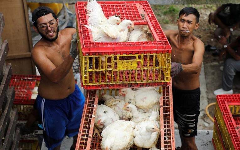 ម៉ាឡេស៊ី ដកបទបញ្ជាហាមនាំចេញមាន់រស់ចាប់ពីថ្ងៃទី ១១ ខែតុលា ឆ្នាំ ២០២២