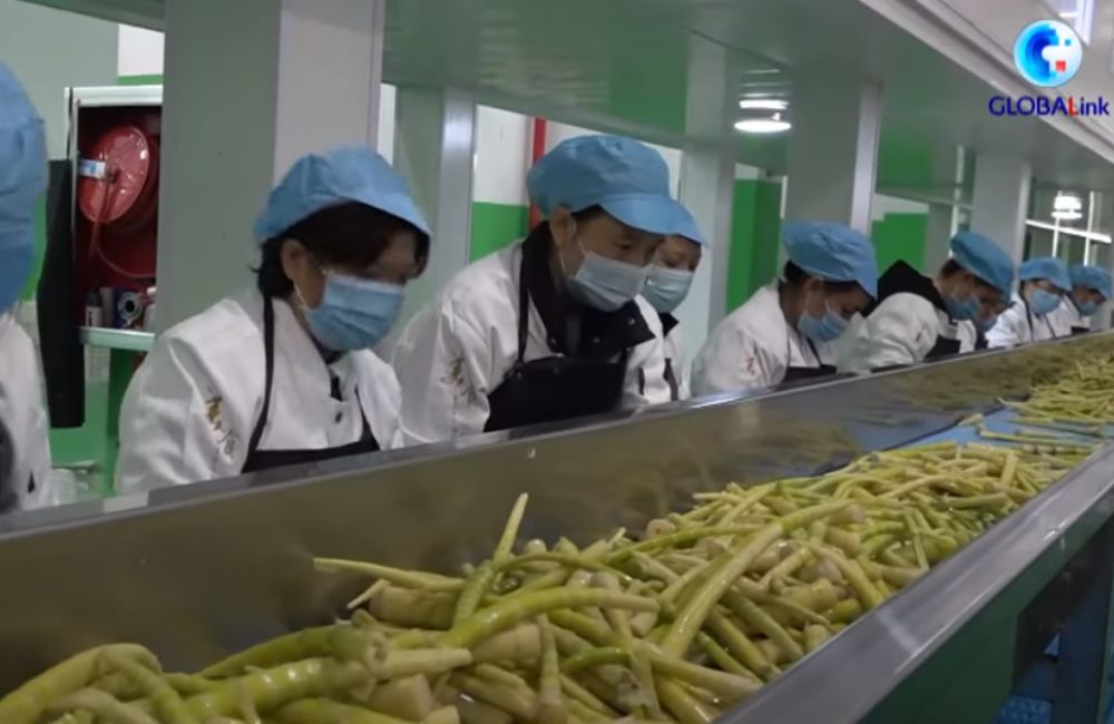 ឧស្សាហកម្មផលិតទំពាំងឬស្សីពកនៅខេត្ត Guizhou ប្រទេសចិន ជួយគាំទ្រដល់កសិករជាង ៤២ ពាន់នាក់