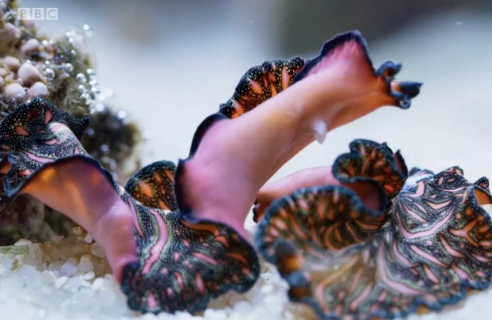 «សង្គ្រាម​គេច​ពី​ការ​រំលោភ ដោយ​ការ​រំលោភ​​» របស់​ជន្លេន​សំប៉ែតនៅ​បាត​សមុទ្រ​ (វីដេអូ)