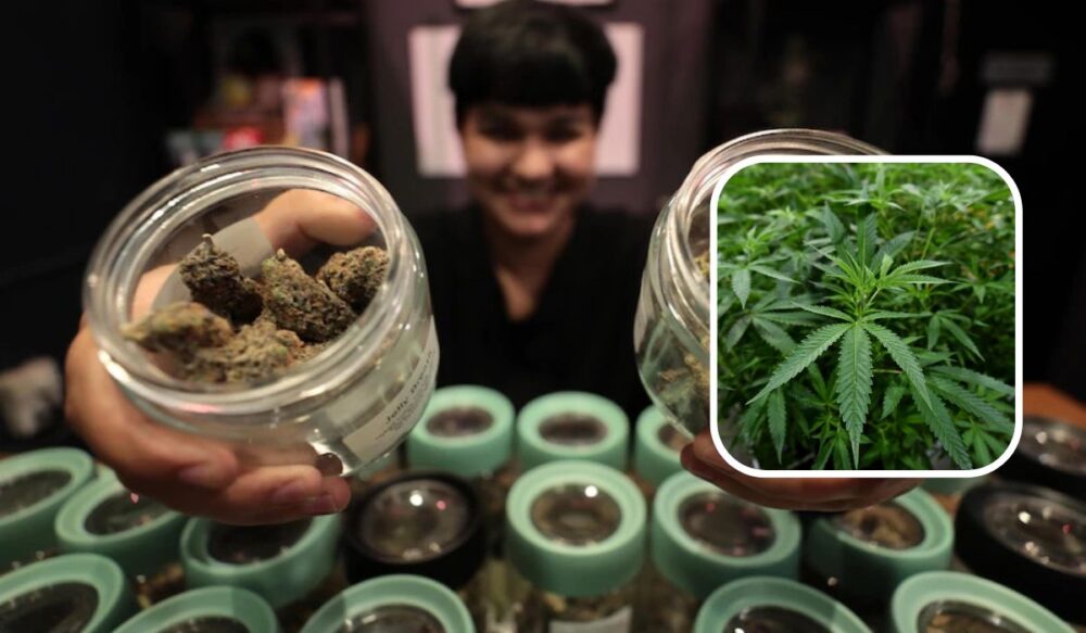 ក្រោយពី​ឃើញ​ស្ថានភាព «ជួញ​កញ្ឆា​ដូច​ការលក់​បន្លែ» ប្រទេស​ថៃ ក៏​កែ​ច្បាប់​ឡើងវិញ