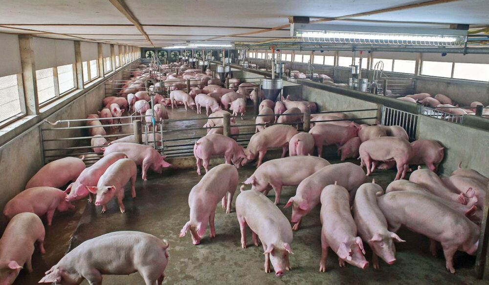 អាជ្ញាធរ​ថៃ «ប្រកាសសង្គ្រាម» ជាមួយនឹង​សាច់ជ្រូក​នាំចូល​ខុសច្បាប់​ពី​បរទេស