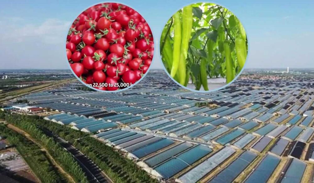 ឧទ្យាន​ផ្ទះ​កញ្ចក់កសិកម្ម​ទំនើប​​មួយ​ផលិត​បន្លែ​បាន 3,600 តោន​ជា​រៀងរាល់ឆ្នាំ