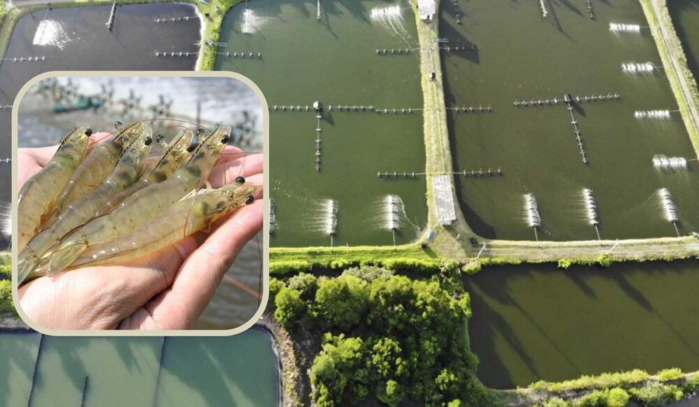 ប្រទេសថៃអាចបង្កើនការនាំចូលបង្គាដើម្បីឆ្លើយតបនឹងតម្រូវការក្នុងស្រុក