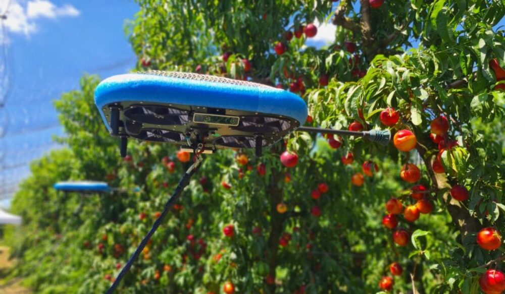 រ៉ូ​បូត​ឆ្លាត​វៃ​ជួយប្រមូល​ផល​ផ្លែឈើ​ជំនួស​កម្លាំង​មនុស្ស