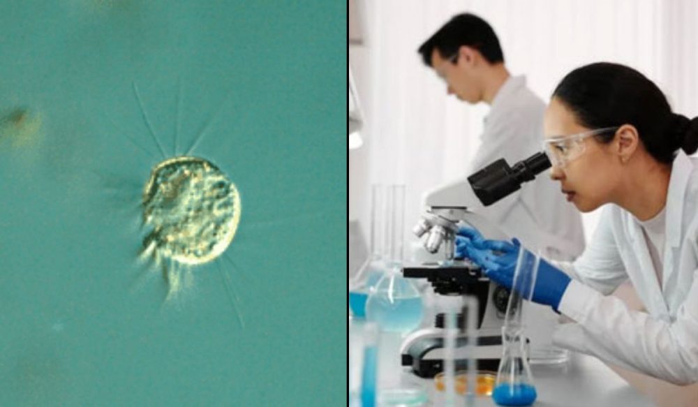 អ្នកវិទ្យាសាស្ត្រ​រកឃើញ​ «សត្វល្អិត​​ដែល​ចូលចិត្ត​ចាប់​វីរុស​ជា​អាហារ»