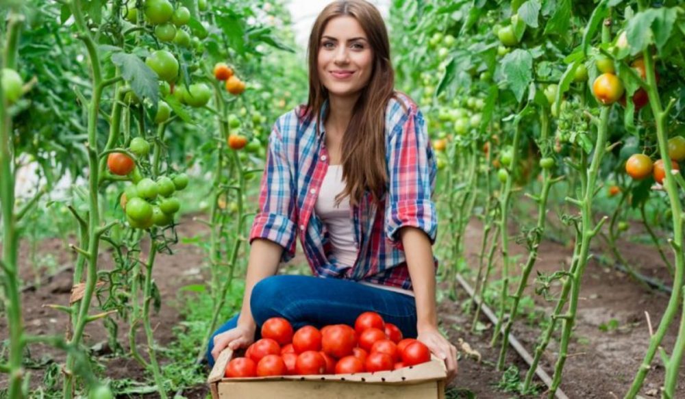 ការសិក្សា​​​ស្រាវជ្រាវ​៖ «ការធ្វើ​ចំការ​ជួយ​កាត់បន្ថយ​ហានិភ័យ​កើត​ជំងឺមហារីក»