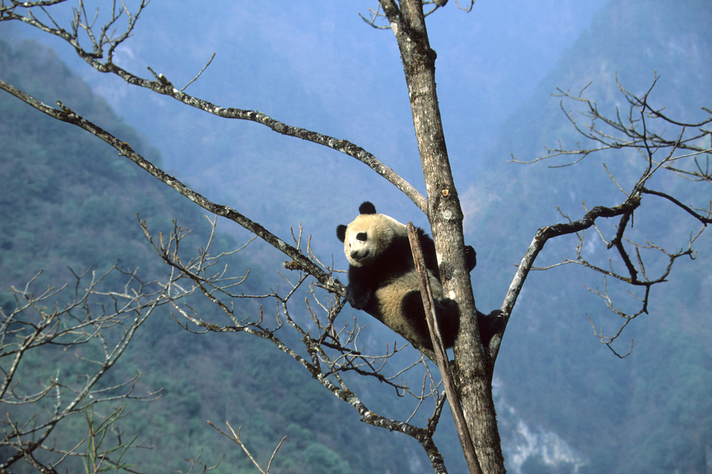 ចិន​បង្កើត​​បណ្ដាញ​ឧទ្យាន​ជាតិ «​ធំជាង​គេ​បង្អស់​លើ​ពិភពលោក»