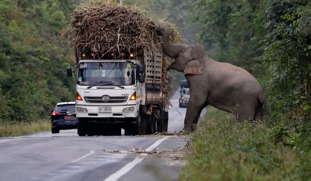 ដំរីព្រៃ​ចេញ​ស្ទាក់​ឡាន​ដឹ​ក​ទំនិញ «ប្លន់» យក​អំពៅ​តាម​ដងផ្លូវ (វីដេអូ)