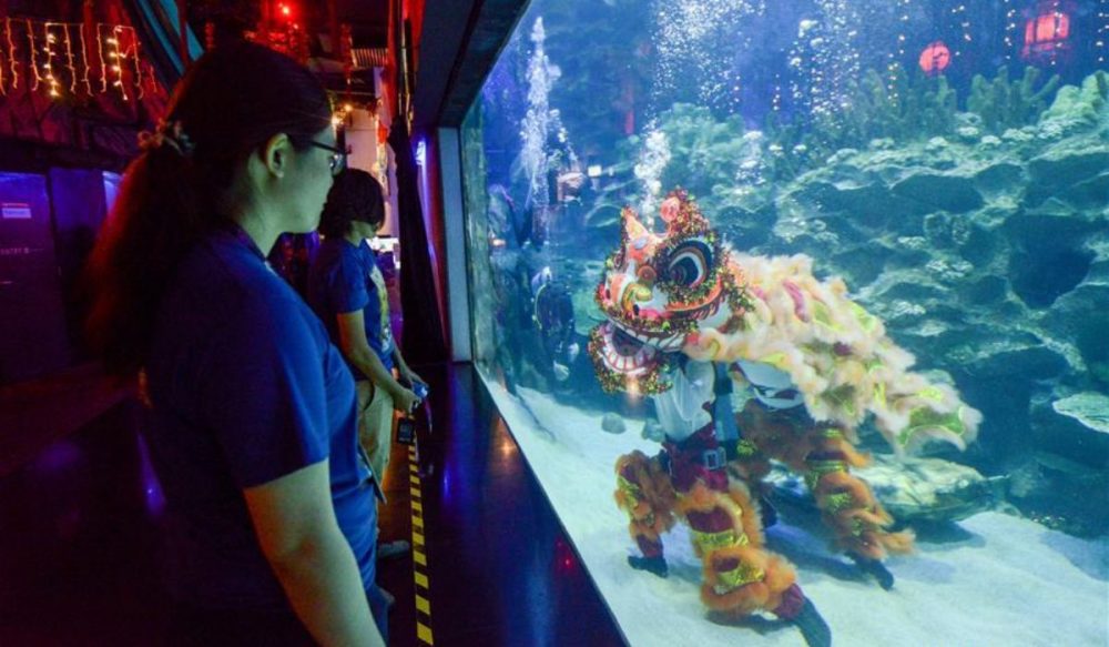 លោត​ម៉ុង​សាយ​ក្រោម​ទឹក​ដើម្បី​ទទួល​អំណរ​បុណ្យចូលឆ្នាំថ្មីប្រពៃណី​ចិន