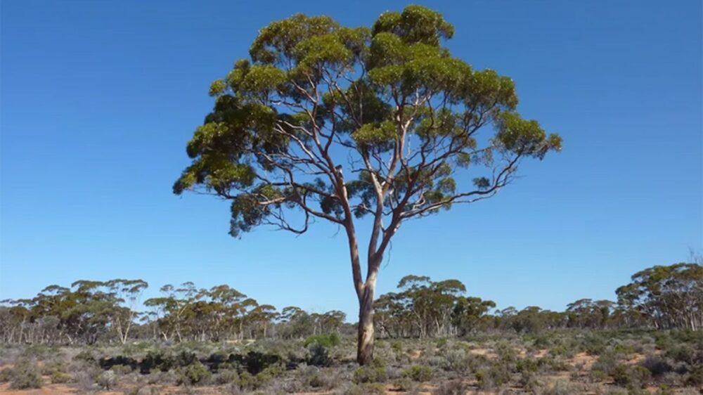 ដើម​ប្រេងខ្យល់​អាច «​ស្រូប​មាស» ​ពី​ក្នុង​ដី​ឡើង​មកលើ​ស្លឹក