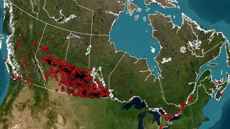 «ជ្រូក​ព្រៃយក្ស» កំពុងដណ្ដើម​កាន់កាប់​ទឹកដី​នៅ​កាណាដា
