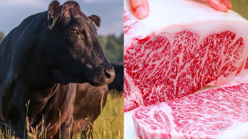 សាច់គោ​ដែលឆ្ងាញ់​ និង​មាន​តម្លៃ​ខ្ពស់​ជាងគេ​បង្អស់​លើ​ពិភពលោក