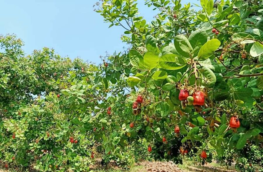 ផែនទីបង្ហាញពីតំបន់ដាំដុះដំណាំស្វាយចន្ទីកម្ពុជា នឹងសម្ពោធដាក់ឱ្យប្រើជាផ្លូវការនៅត្រឹមចុងសប្ដាហ៍នេះ